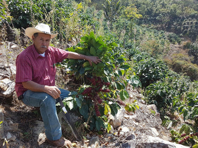 Meet our Farmers - Finca El Zapote, Guatemala