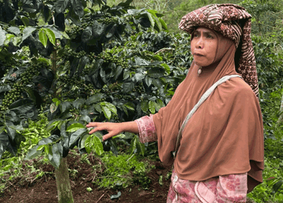 Meet our Farmers - U_Tani Gayo Cooperative, Sumatra